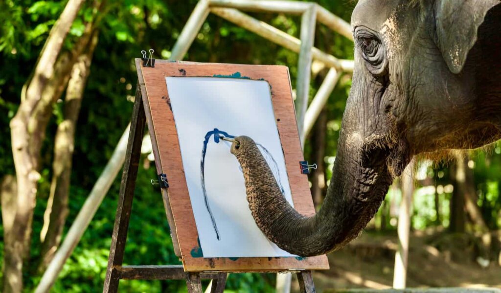 An elephant forced to paint for visitors in Thailand