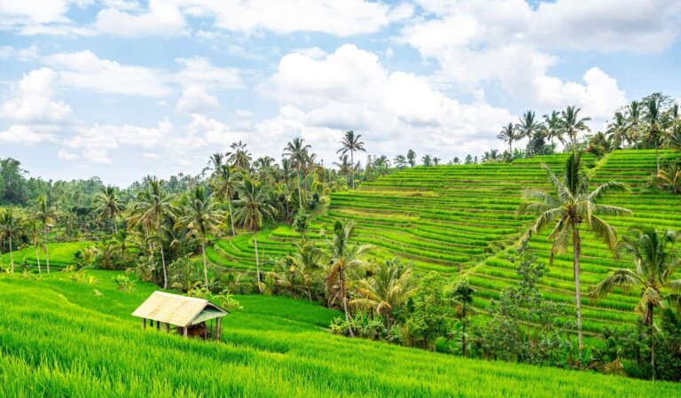 The lush rice terraces of Jatiluwih in Bali, Indonesia